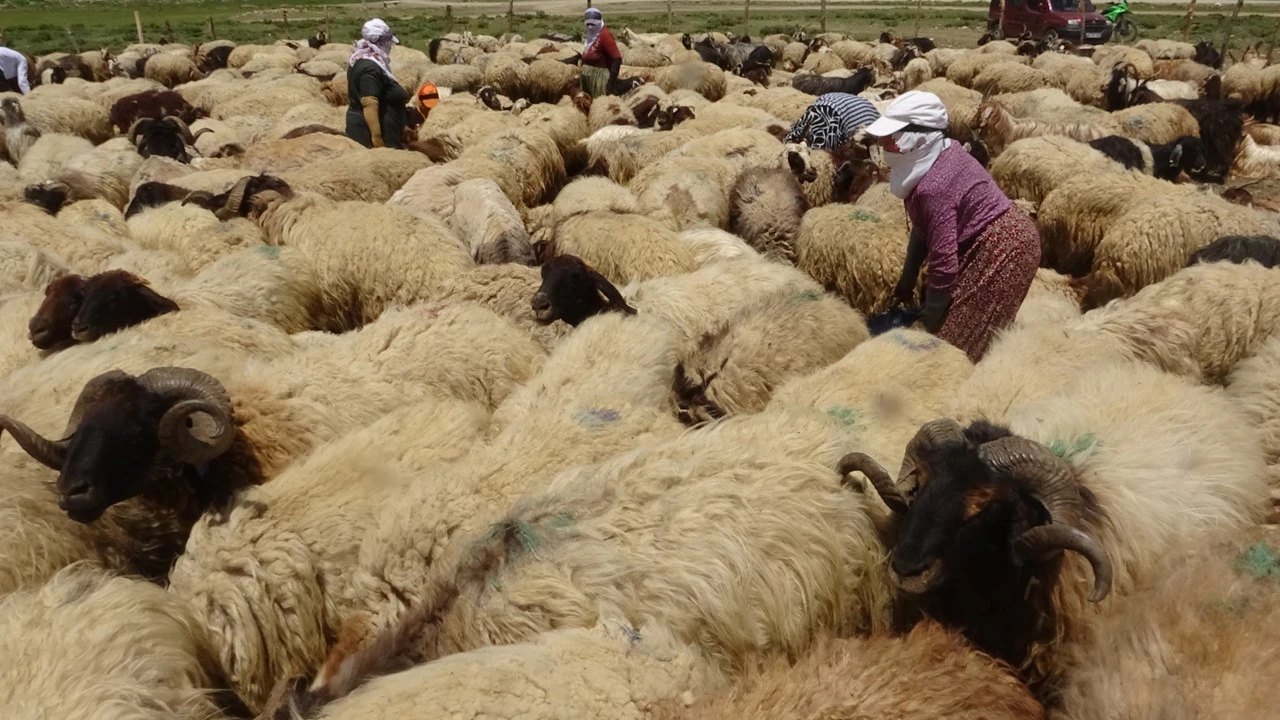 Coğrafyanın zorluğuna meydan okuyan kadınlar: Mezrada ekmek savaşı