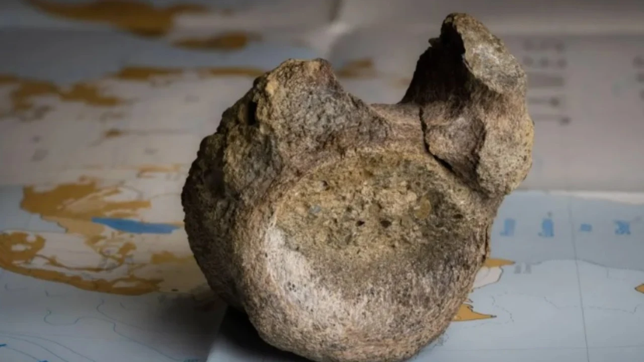İlk dinozor kemiği çekmeceden çıktı