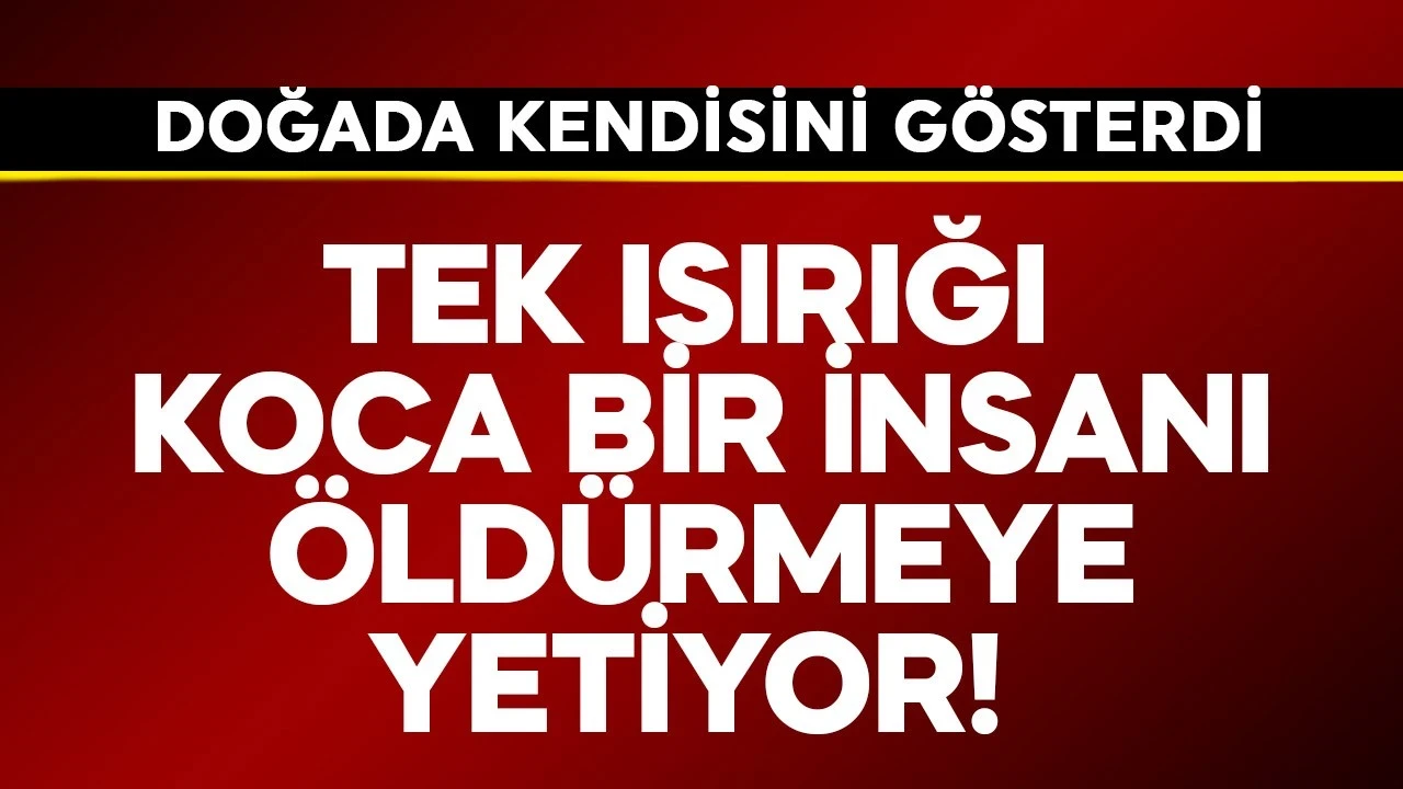 Tek ısırığı koca bir insanı öldürmeye yetiyor! Doğada kendisini gösterdi