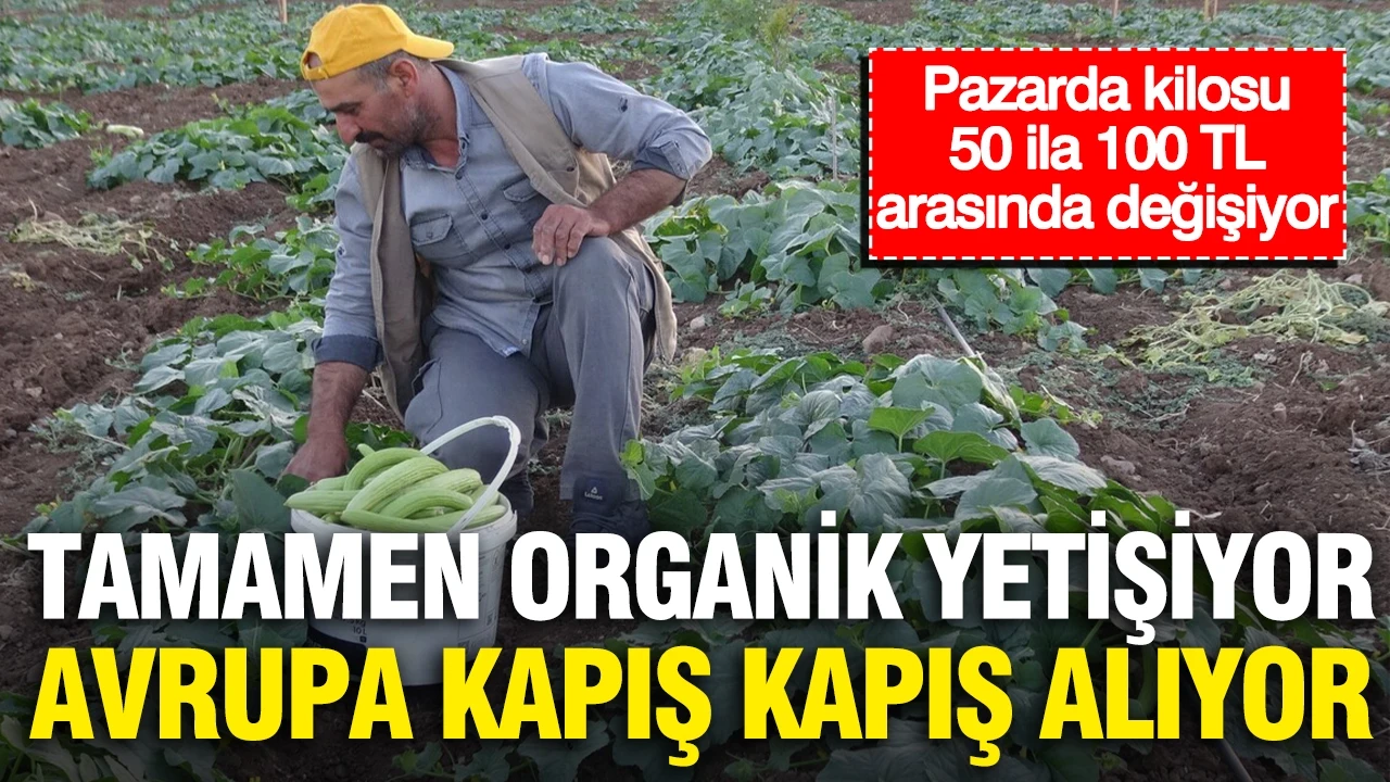 Pazarda kilosu 50 ila 100 TL arasında değişiyor... Tamamen organik yetişiyor, Avrupa kapış kapış alıyor