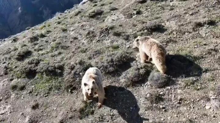 Ayı saldırısına uğrayan kişi yaralandı