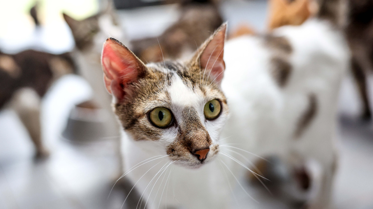 Vietnam'da et çetesine operasyon: Yüzlerce kedi kesilmekten kurtarıldı