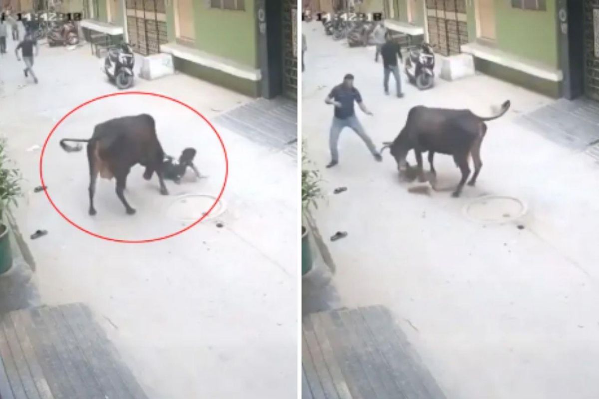 Çığlık sesleri mahalleyi ayağa kaldırdı! Başıboş inek küçük çocuğu saldırdı