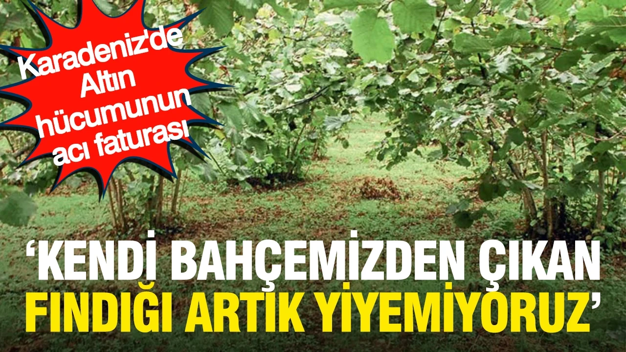 Karadeniz’de altın hücumunun acı faturası: "Kendi bahçemizden çıkan fındığı artık yemiyoruz"