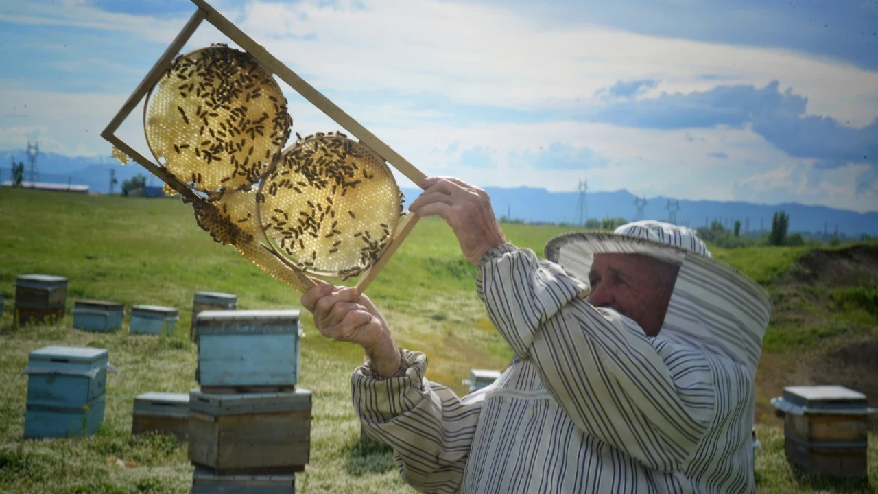 Gezgin arıcılar Muş Ovası'na gelmeye başladı