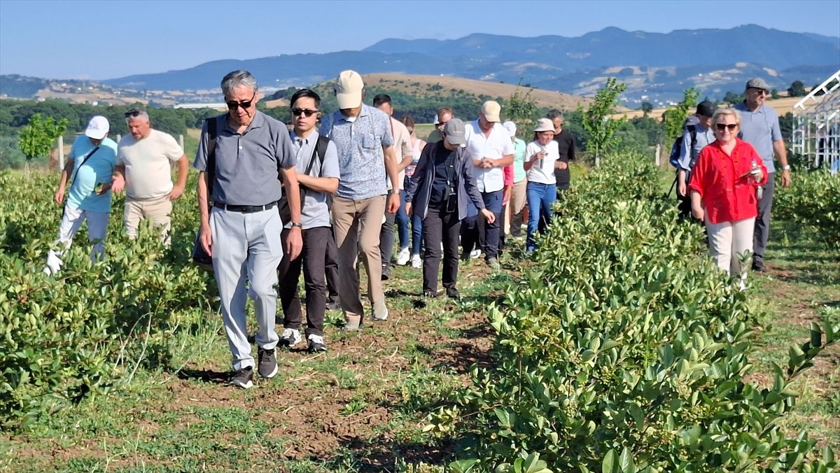 Samsun'da zararlılarla mücadele için doğaya uğur böceği salındı