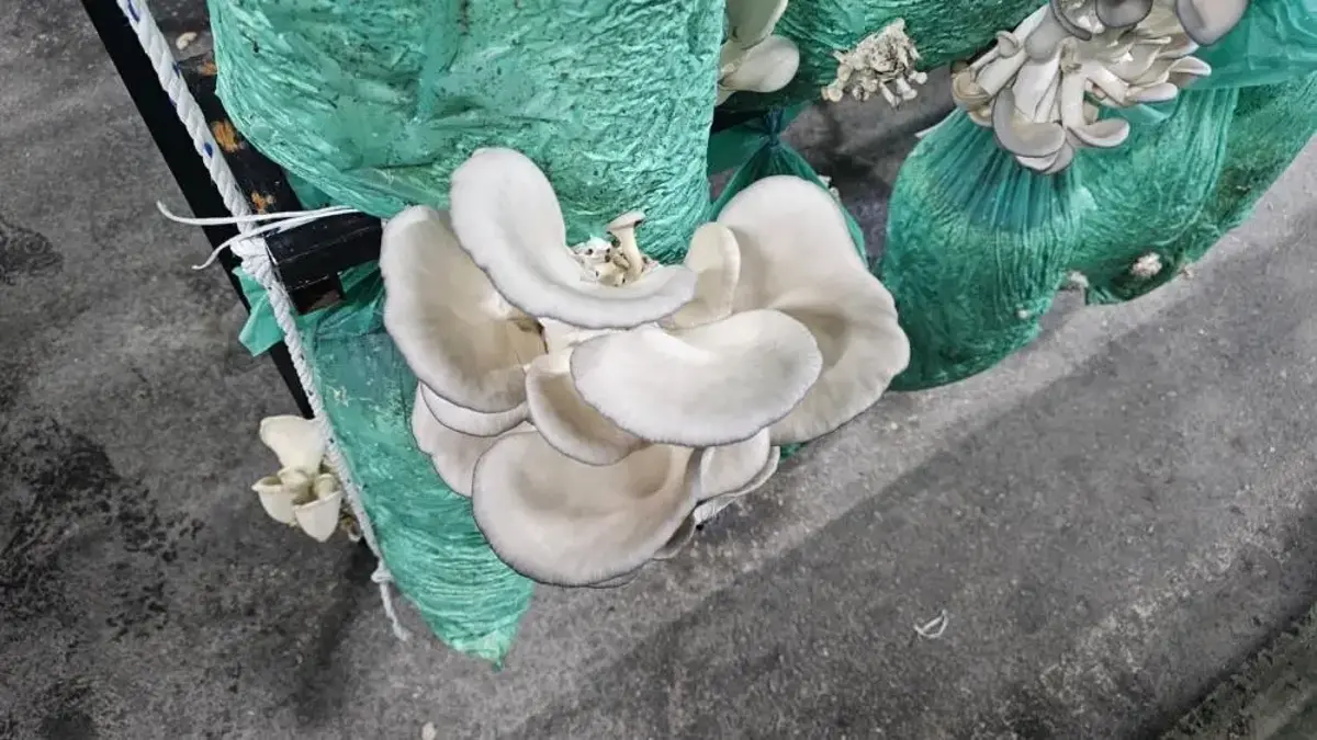 Artvin'de yıllardır kapalı olan şimdi bereket fışkırıyor! Yüzde 80 tasarrufla ilk hasat yapıldı: Faturayı gören buraya koşacak!