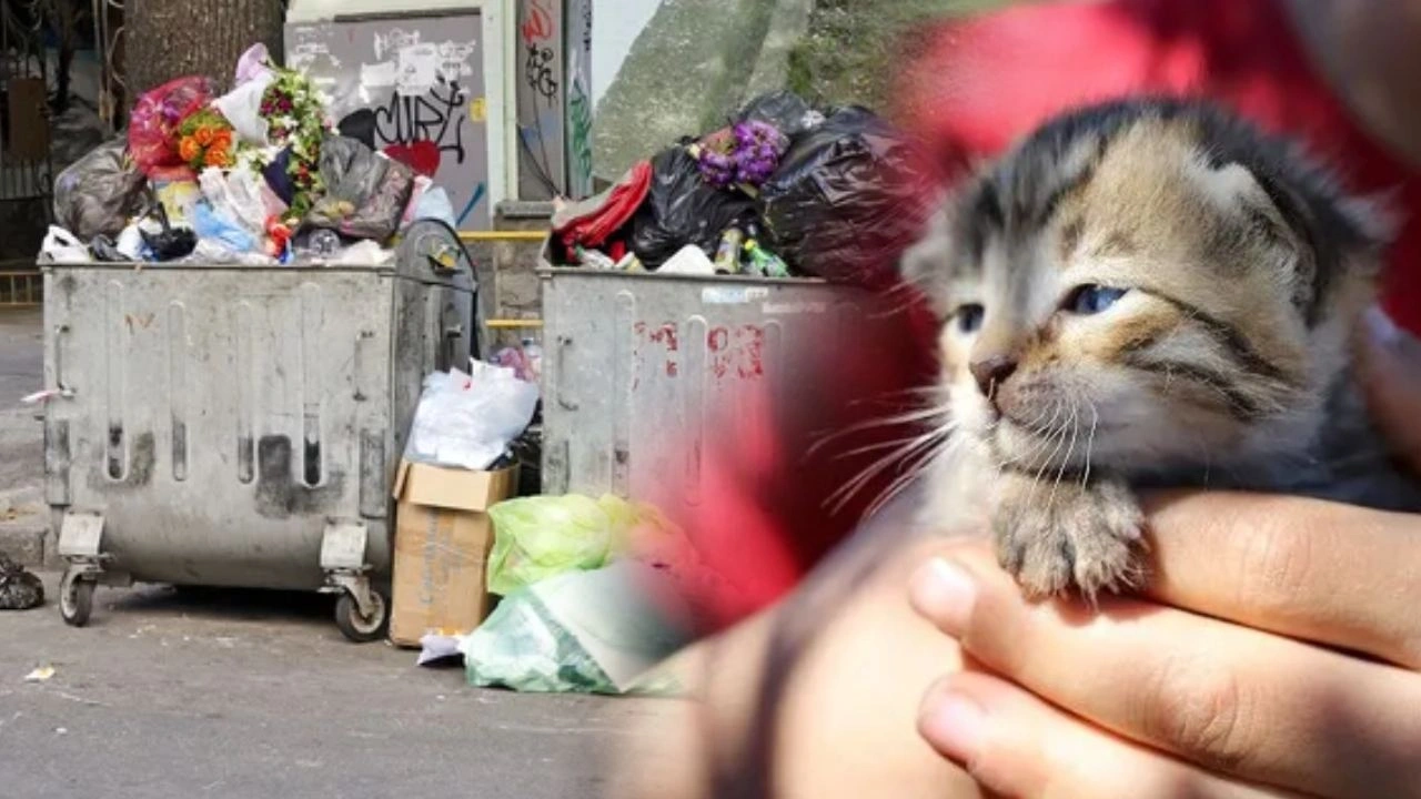 Çöp konteynerinde ağzı bağlı poşette 5 yavru kedi bulundu: Gözleri dahi açılmamış!