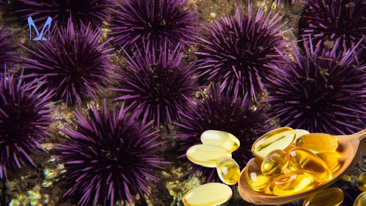 Tam bir omega-3 yağ asidi deposu! Asırlık deniz kestanesi faydaları yeniden gündem oldu