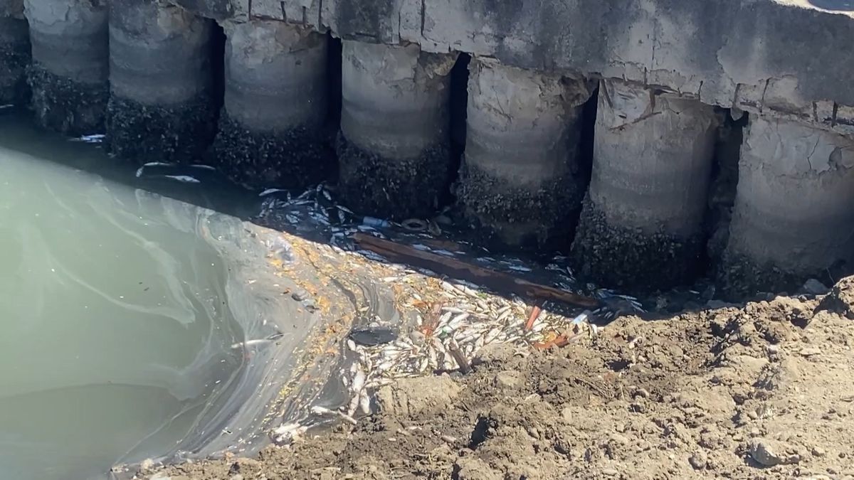 Bakırköy Çırpıcı Deresi'nde toplu balık ölümleri, kötü kokuya neden oldu