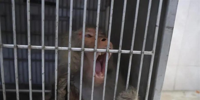 Firari maymun konteyner kentte ortalığı birbirine kattı