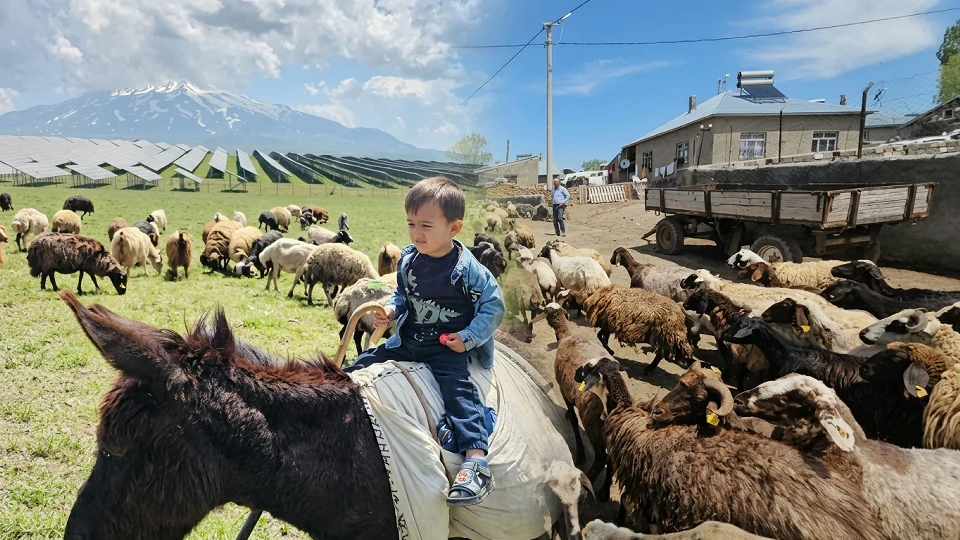 Bitlis'te asırlık gelenek yeniden canlandı: Gün boyu dur durak bilmiyorlar