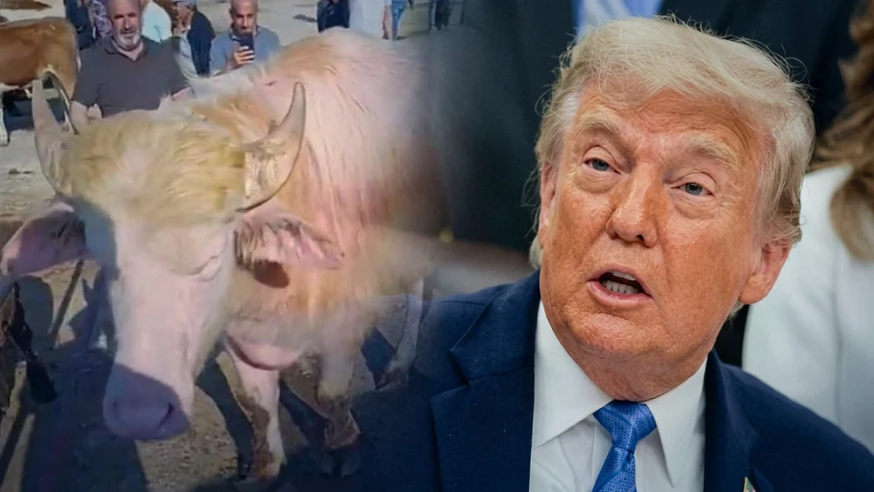 Bangladeş'teki kurbanlık bakanlık kararıyla iptal edilmişti: Erzincan'da mandanın "Donald Trump" benzerliği şaşkına çevirdi!