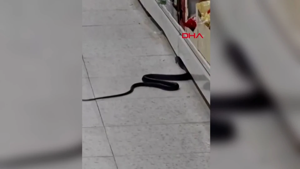 Kahramanmaraş’ta Markete Giren Yılan Korku Dolu Anlar Yaşattı