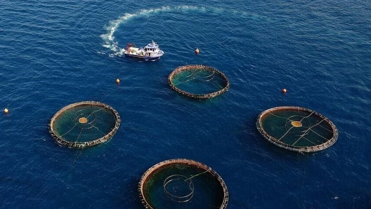 Su ürünleri ihracatında Doğu Karadeniz'den 73,7 milyon dolarlık gelir