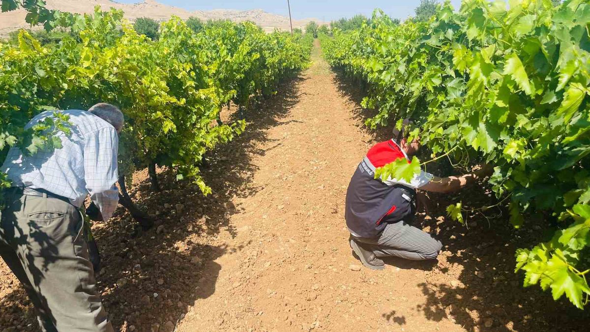 Gercüş’te tarım ekiplerinden bağ küllemesine karşı yerinde inceleme