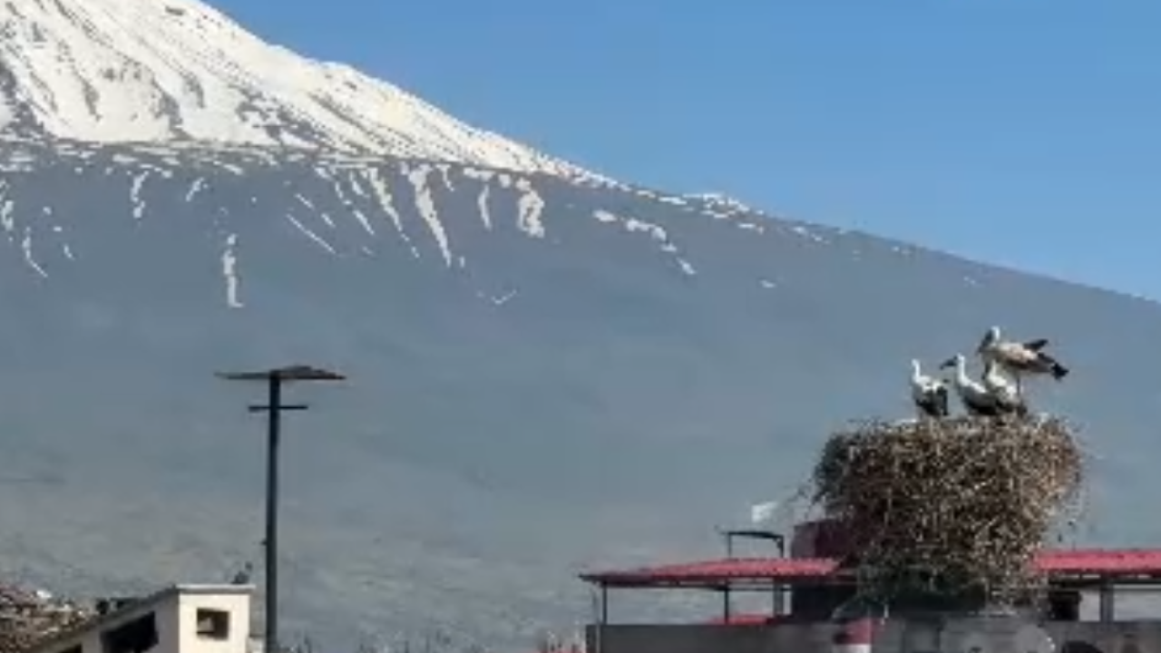 Iğdır Valiliği binasının çatısında eşsiz anlar! İşte Leylekler ve Ağrı Dağı'nın görüntüleri