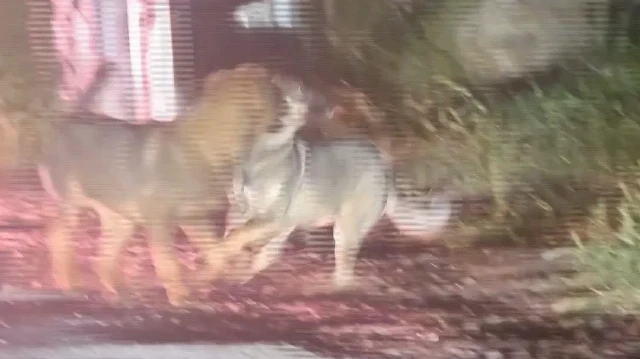 Sahipsiz köpekler Soğuksu Milli Parkı'ndaki yaban hayatını tehdit ediyor