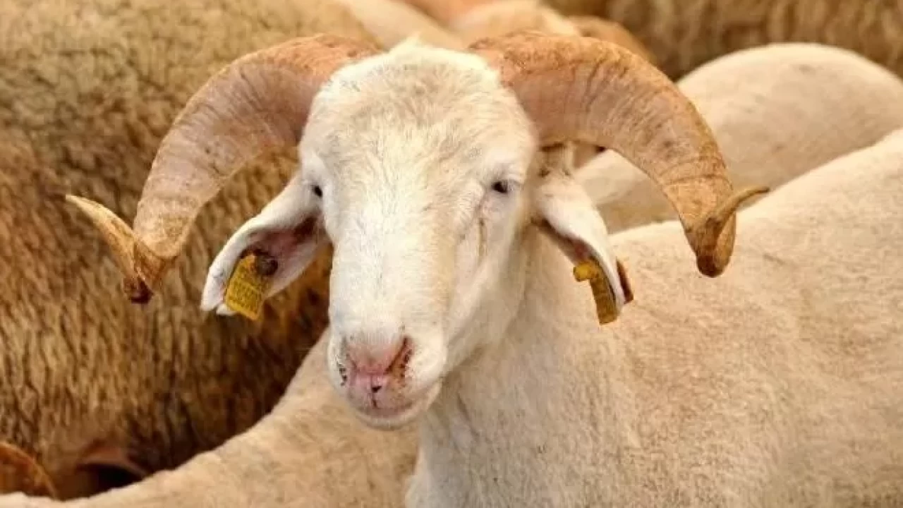 Kurban derisi nasıl saklanır 2026? Kurban derisi ne yapılır, kimlere verilir, satılır mı?