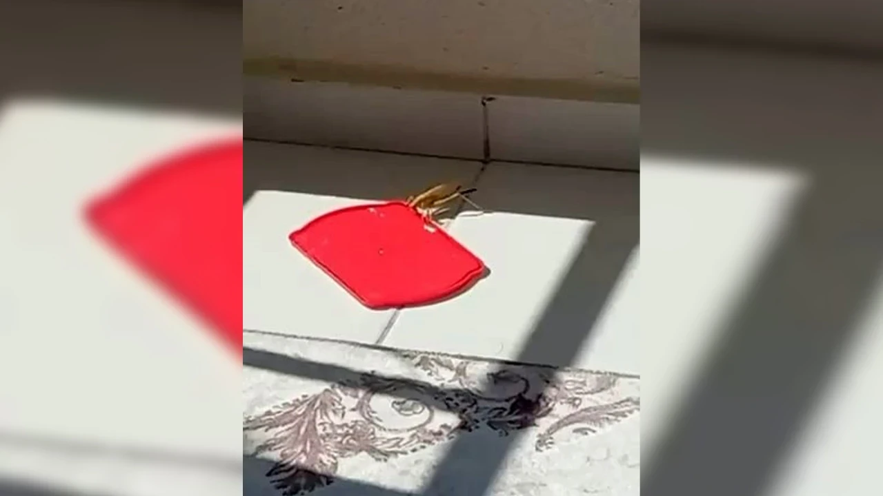 Burdur’da balkona konan dev çekirgeye su verdi