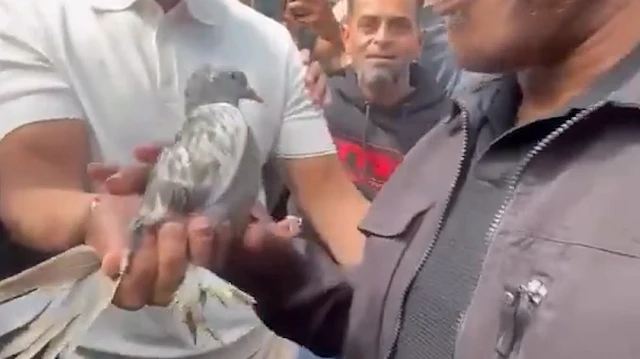 Mike Tyson'a Hollanda'da şaşırtan sürpriz: Türk şampiyon Aksaray güverciniyle jest yaptı