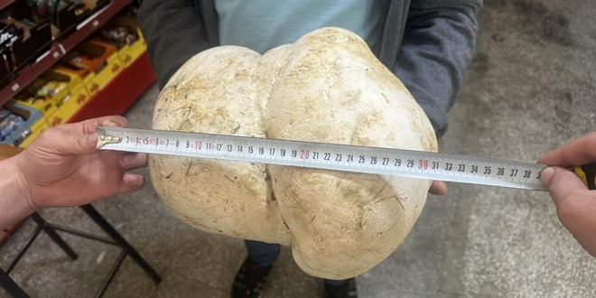 Bahçesinde 3 kilo 470 gram ağırlığında mantar buldu