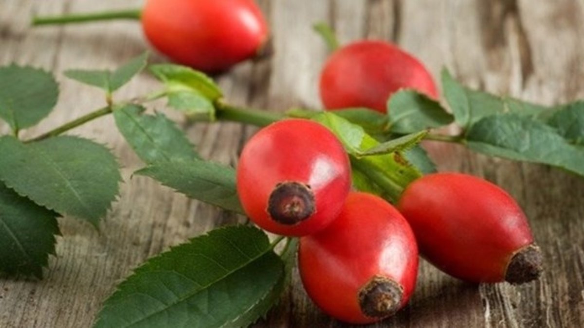 Meğer doğanın en güçlü kolajeniymiş! İşte doğal C vitamini deposu kuşburnunun faydaları...