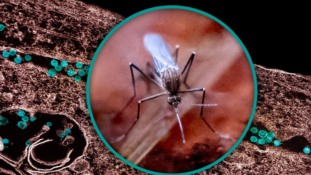 Uzmanlar sivrisinek konusunda uyardı: Chikungunya virüsü olabilir