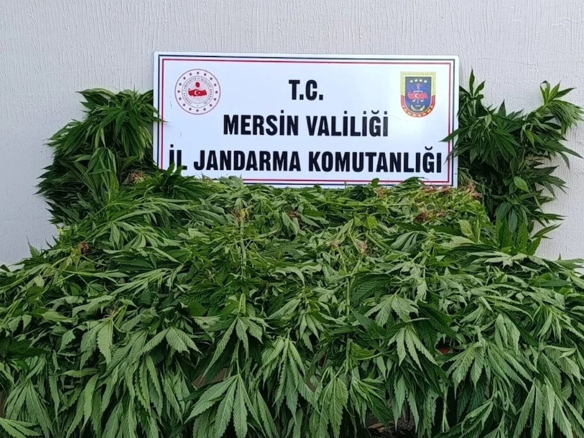 Mersin'de ormanlık alanda kenevir yetiştiren 2 kişi tutuklandı