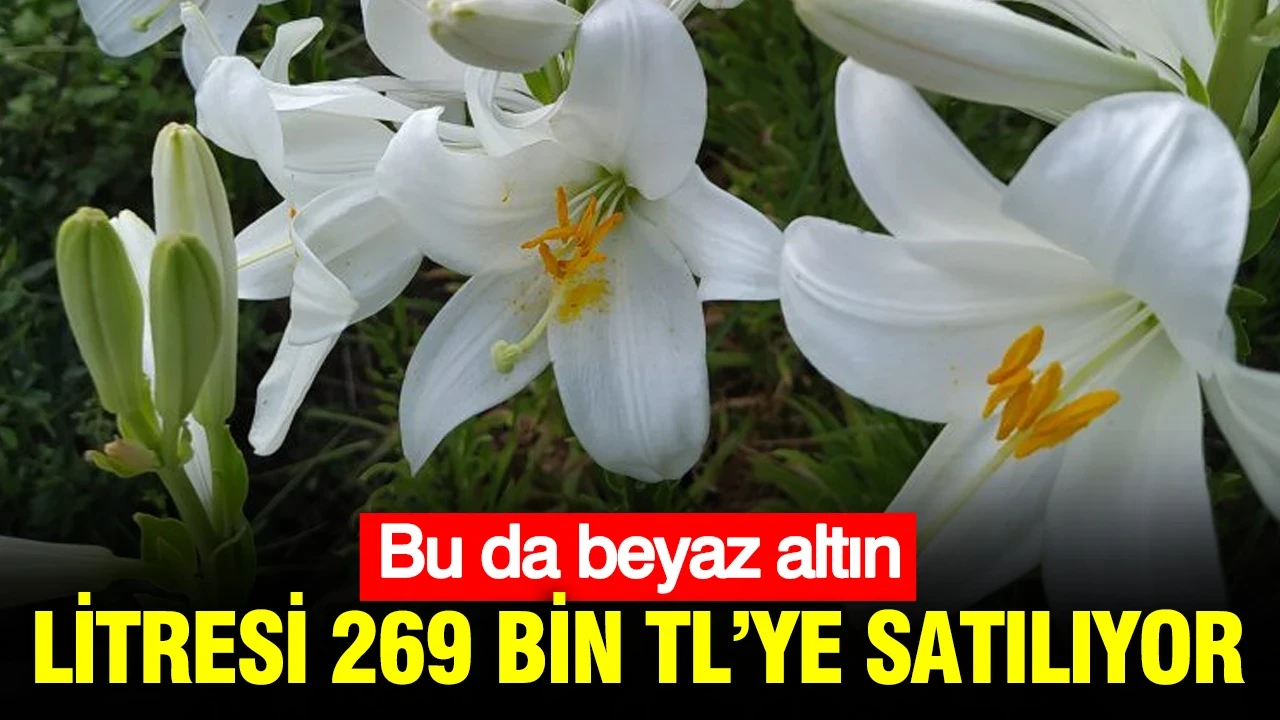 Bu da beyaz altın: Litresi 269 bin TL’ye satılıyor