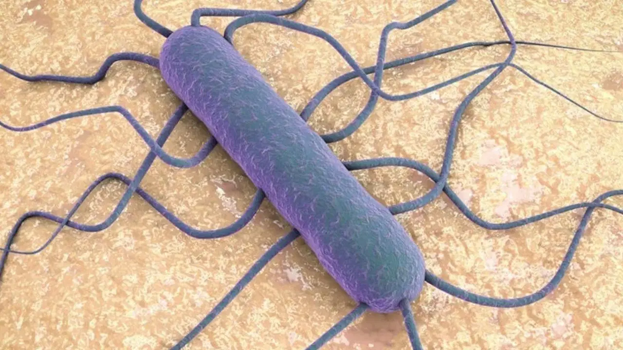 Listeria bakterisi nedir? Listeria bakterisi nasıl bulaşır, hangi gıdalarda olur?