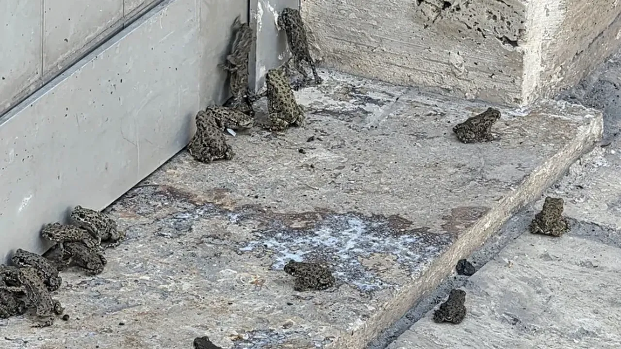 Sivas'ta sağanak sonrası etrafı kurbağalar bastı
