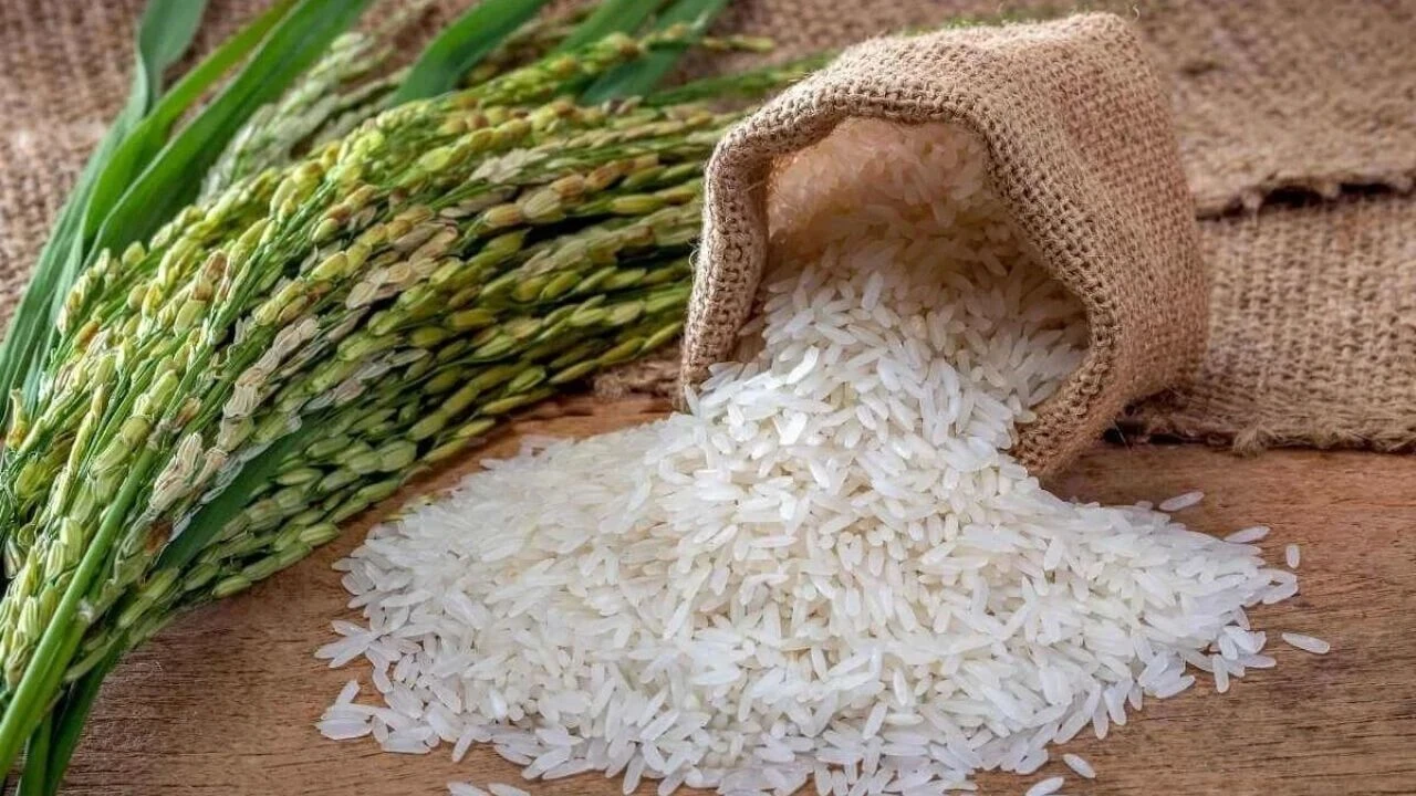 Bafra pirinci artık coğrafi işaretli