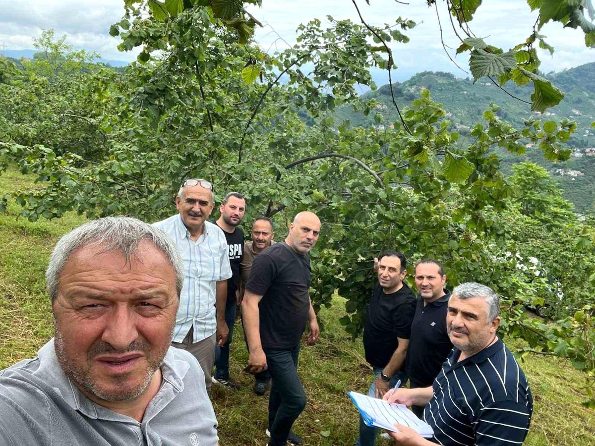 Trabzon'da Fındıkta rekolte tespiti çalışmaları başladı