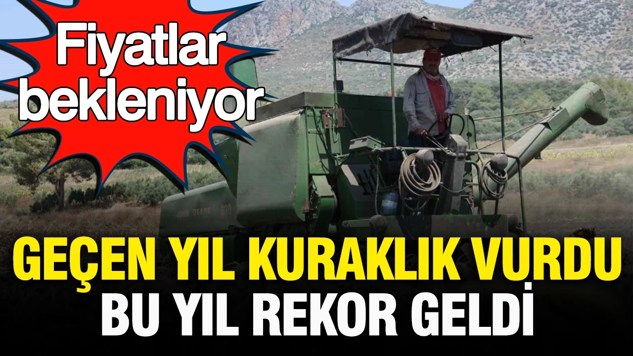Geçen yıl kuraklık vurmuştu, bu yıl rekor geldi: Fiyat bekleniyor