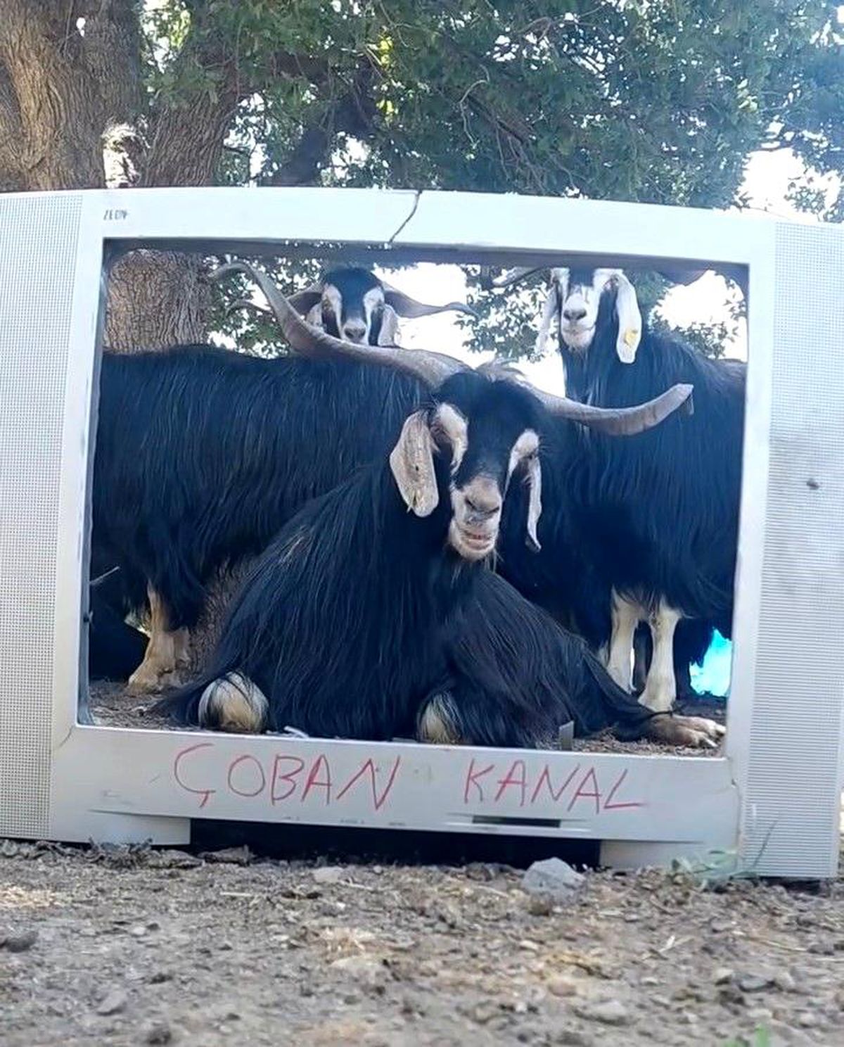 Fenomen çoban bu kez ekran başına geçen keçisine seslendirme yaptı
