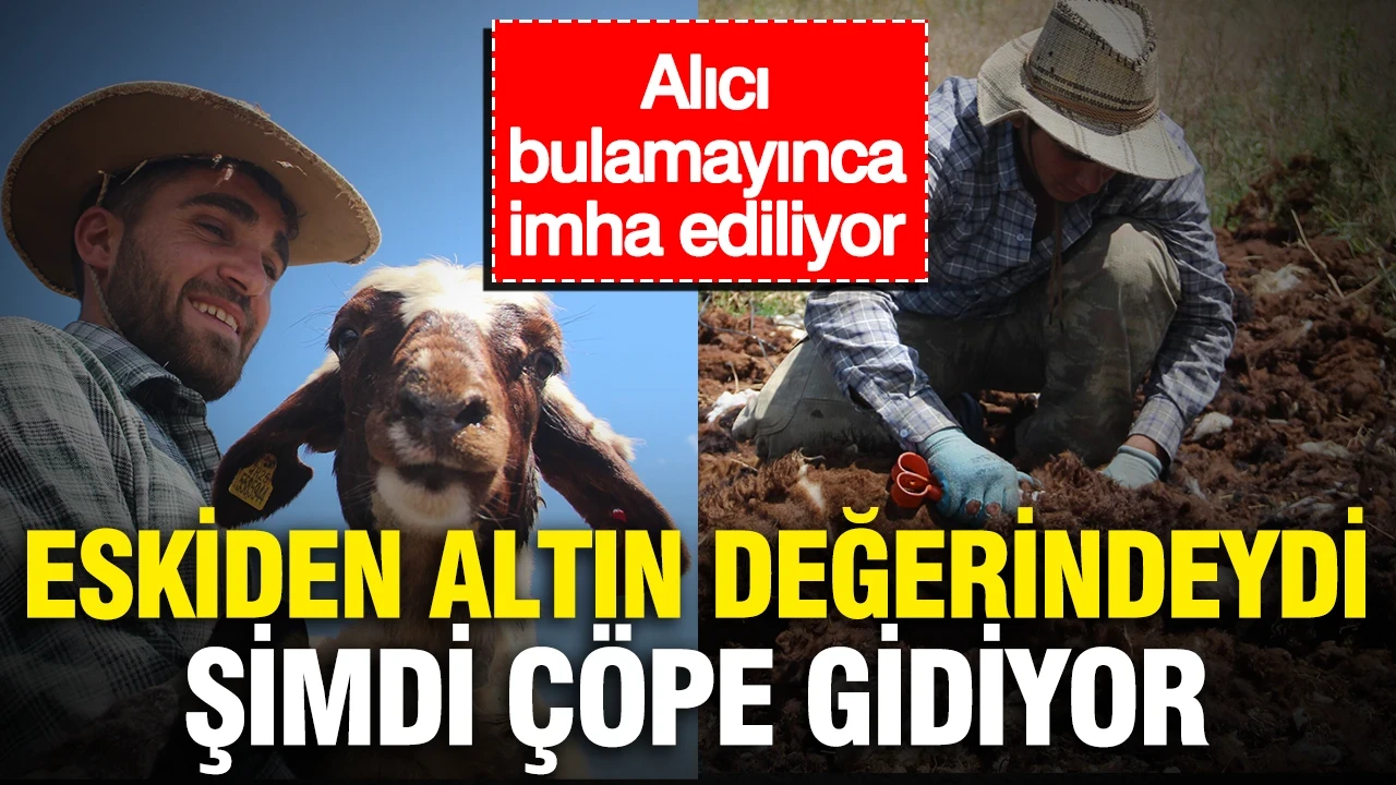 Eskiden altın değerindeydi, şimdi çöpe gidiyor... Alıcı bulamayınca imha ediliyor