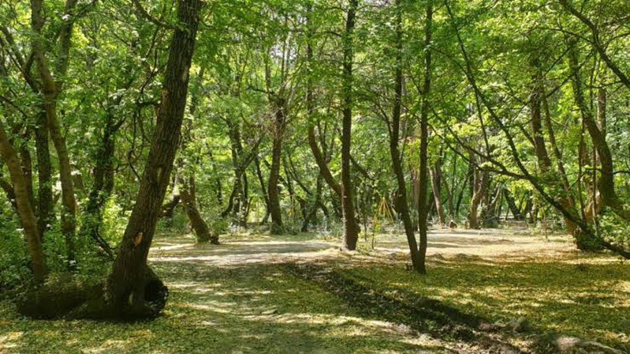 Bingöl'de yasaklandı! 1 Ekim'e kadar geçerli