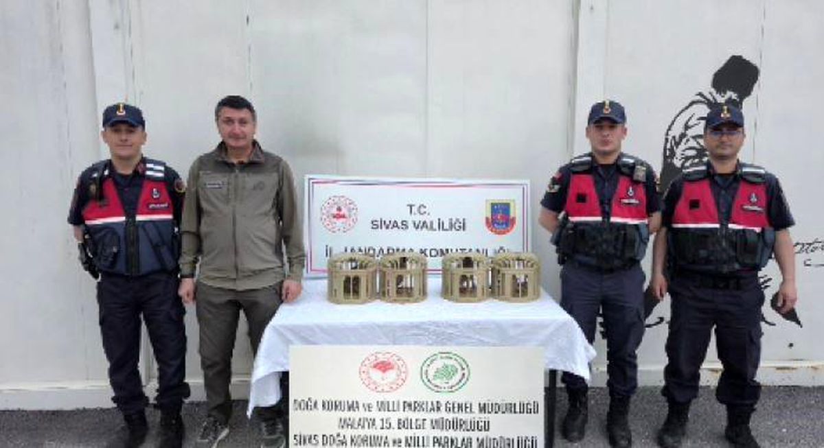 Sivas'ta usulsüz ele geçirilen 4 keklik doğaya salındı
