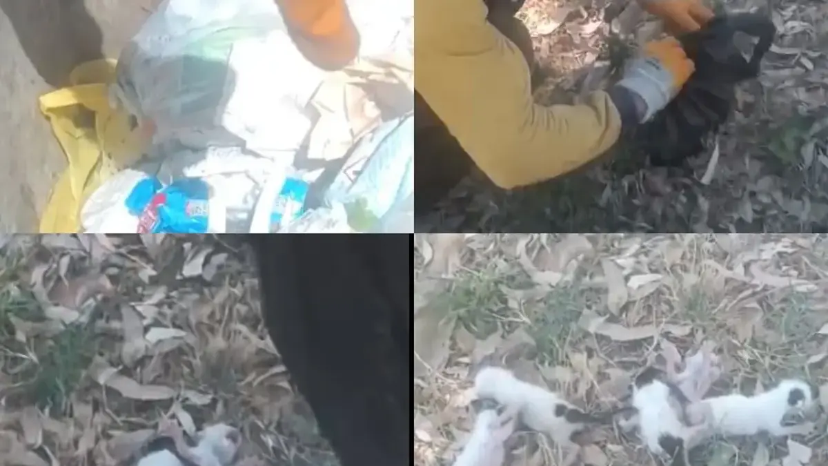 Temizlik görevlileri fark etti! Poşete koyup çöpe atmışlar