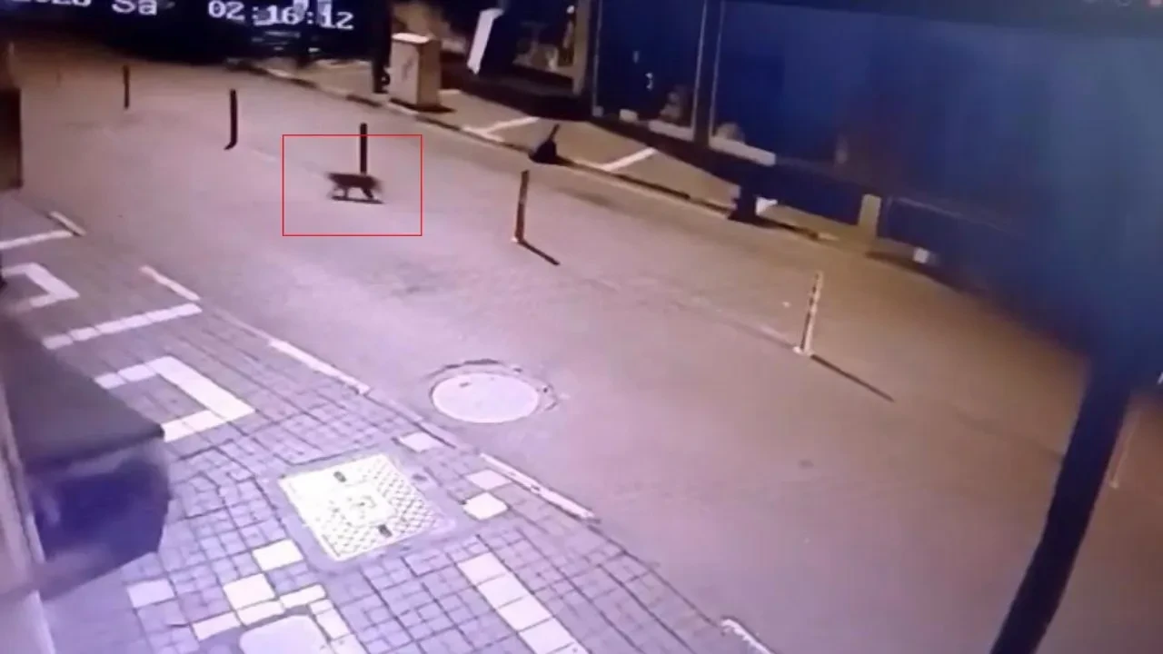 4. kattan düşen kedi eve dönmek için kapıyı zorladı! O anlar kamerada