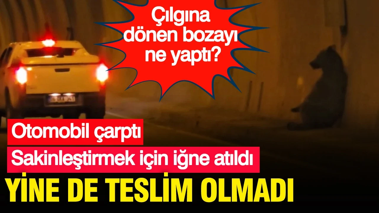 Otomobil çarptı, iğne isabet etti: Yine de teslim olmadı: Bozayı çılgına döndü