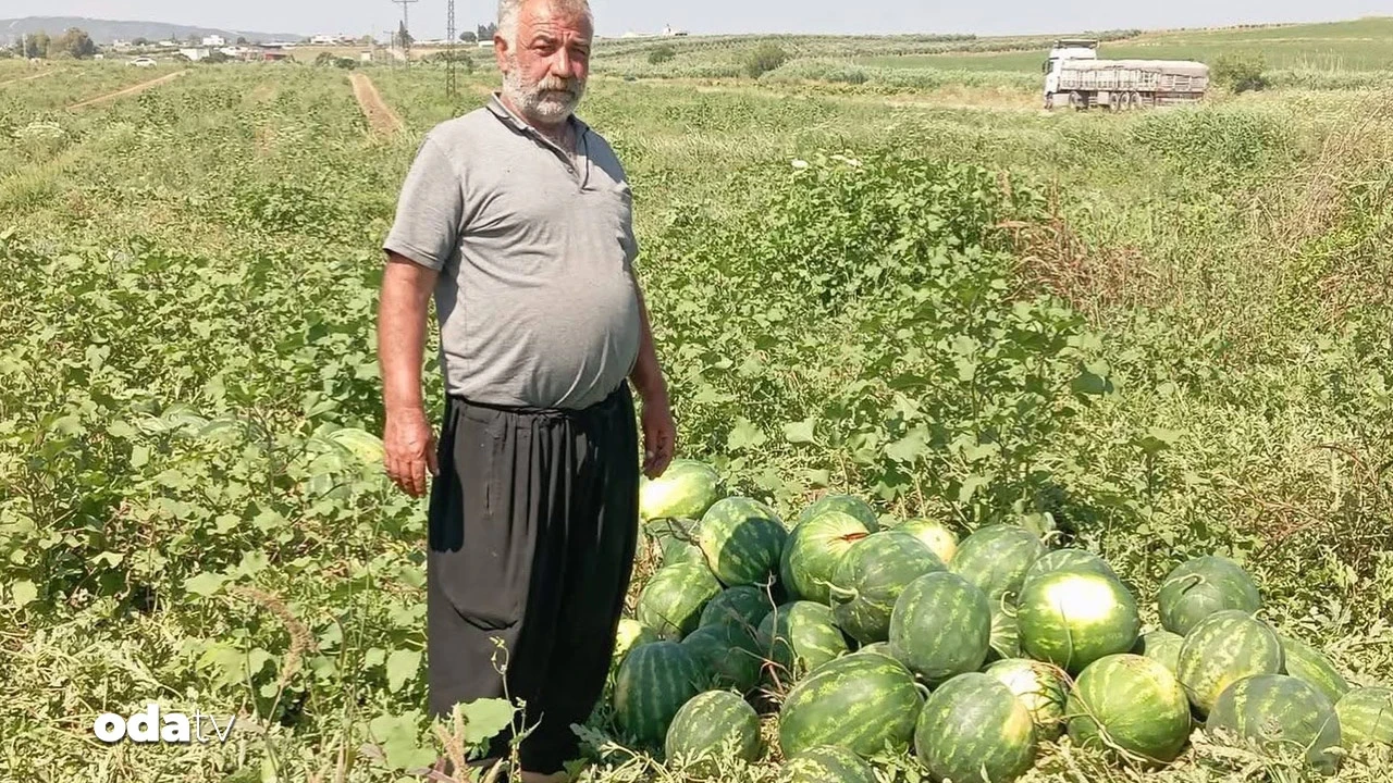 Bereket var, kazanç yok: Karpuzda acı hasat