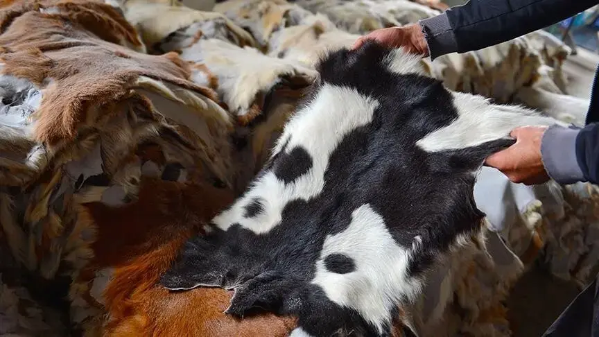 Kurban Bayramı'nda toplanan deriler ekonomiye kazandırılacak