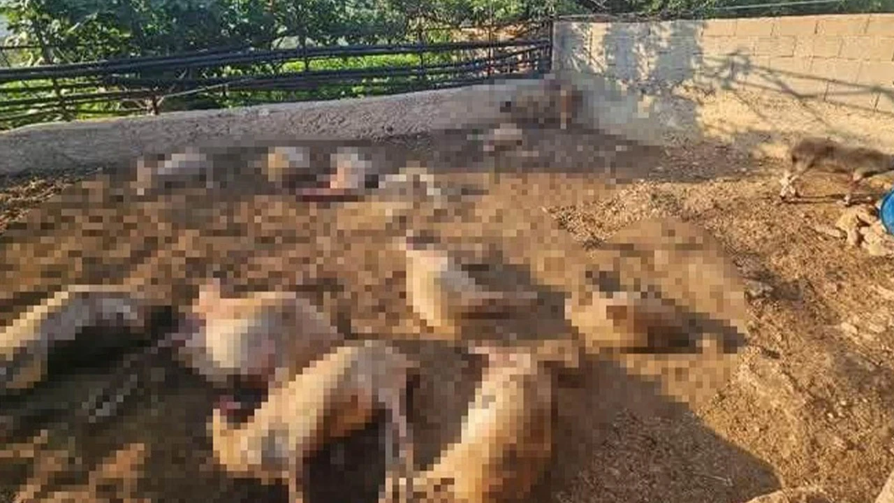 Mersin'de üzücü olay! Tam 29 koyun telef oldu