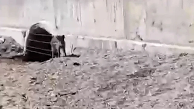 Mudanya’da aç kalan yaban domuzları sahile indi