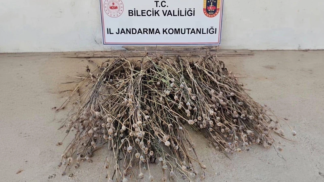 Bilecik'te izinsiz ekilen 136 kök haşhaş ele geçirildi