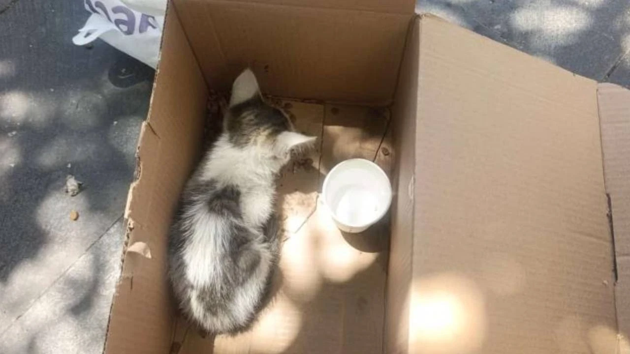 Reklam panosuna sıkışan yavru kedi AFAD tarafından kurtarıldı