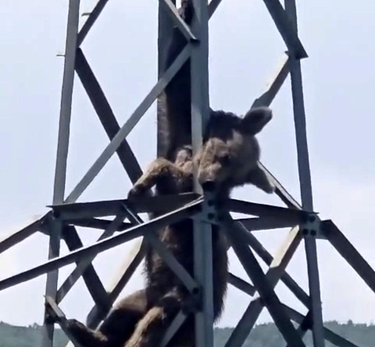 Trabzon'da Elektrik Direğine Tırmanan Ayı Akıma Kapılıp Öldü