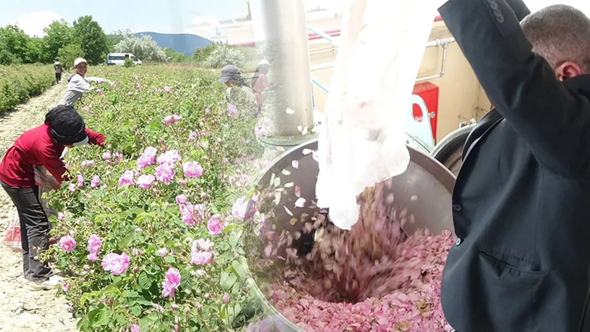 4 ton toplanıyor, 1 kilo servet veriyor: Değeri 12 bin avroyu buluyor